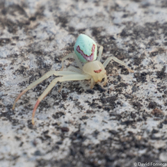 Misumena spinifera
