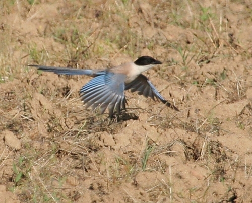 Azure-winged Magpie
