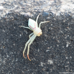 Misumena spinifera