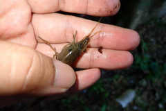 Macrobrachium asperulum