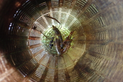 Macrobrachium asperulum