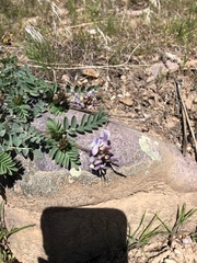 Astragalus cibarius
