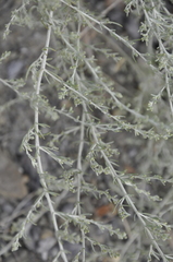 Artemisia santonicum