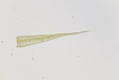 Rhynchostegiella tenella