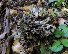 Craterellus sinuosus