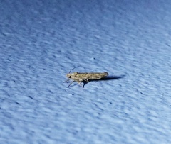 Zelleria oleastrella