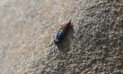 Chrysis gracillima
