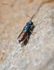 Chrysis gracillima