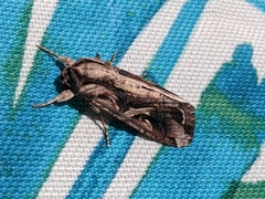 Spodoptera dolichos image