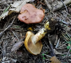Cortinarius rubicundulus