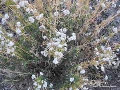 Gypsophila struthium