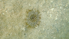 Condylactis aurantiaca