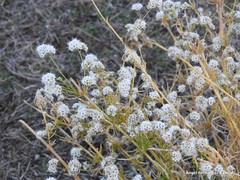 Gypsophila struthium