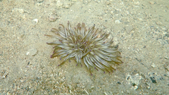 Condylactis aurantiaca