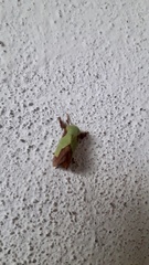 Aergina hilaris
