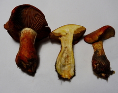 Cortinarius rubicundulus