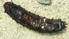 Holothuria poli