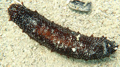 Holothuria poli