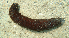 Holothuria poli