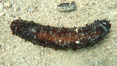 Holothuria poli