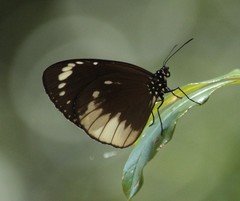 Euploea darchia