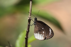 Euploea darchia
