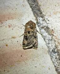 Agrotis lata