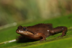 Microbatrachella capensis