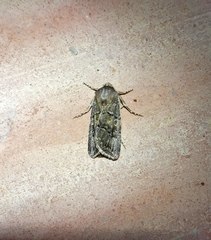 Agrotis lata