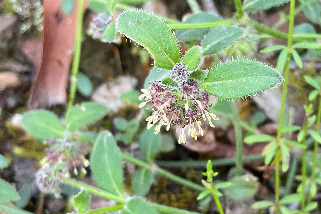 Operculariinae