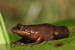 Microbatrachella capensis