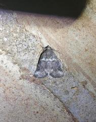 Bryophila vandalusiae