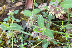 Opercularia hispida