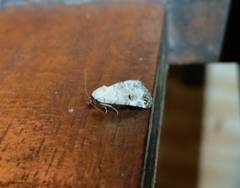 Coccidiphaga scitula