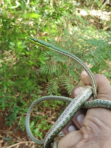 Island Pointed Snake