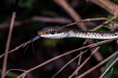 Dendrelaphis