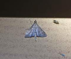 Dolicharthria bruguieralis
