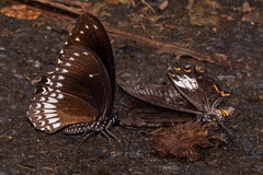 Papilio dravidarum