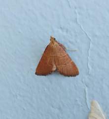 Hypsopygia incarnatalis