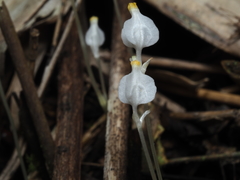 Burmannia nepalensis
