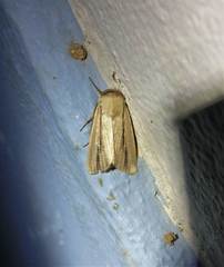 Mythimna prominens