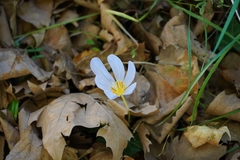 Crocus