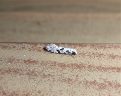Nemapogon nevadella