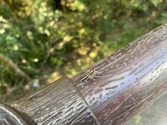 Pancorius crassipes