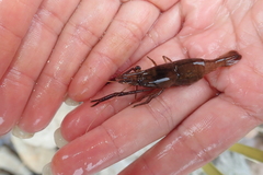 Macrobrachium asperulum
