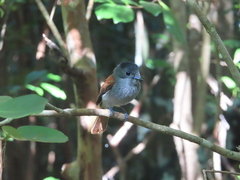 Terpsiphone bourbonnensis desolata