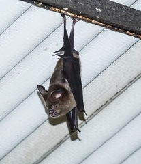 Hipposideros armiger