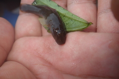 Rhinogobius candidianus