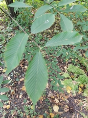 Acer carpinifolium