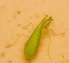 Eomantis